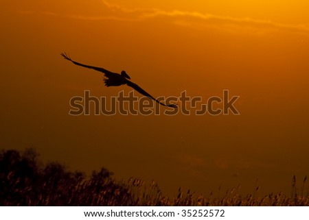 Silhouette of Pelican in flight at sunset