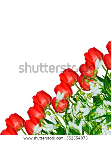 flowers tulips and snowdrops isolated on white background