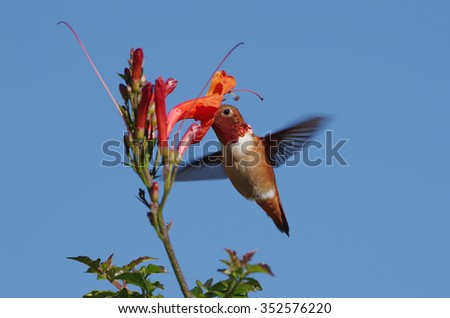 Allen's hummingbird feeding on orange flower. Photo taken in Pasadena, California, USA.