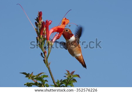 Allen's hummingbird feeding on orange flower. Photo taken in Pasadena, California, USA.