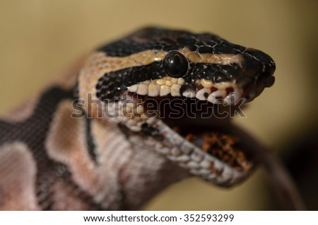 ball python  Royalty-Free Stock Photo #352593299