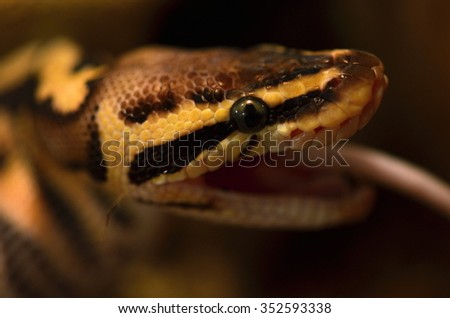 ball python 