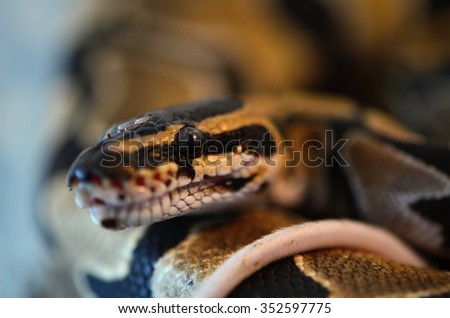 ball python