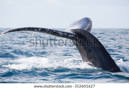 Tail of whale/Whale show the tail above water/It's a excellent photo, picture, illustration of wildlife in sea and ocean