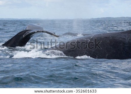 Tail and body of whale/One whale show the tail above water and second whale swim near (side by side)/It's a excellent photo, picture, illustration of wildlife in sea and ocean