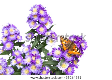 The butterfly on colors of an aster on a white background