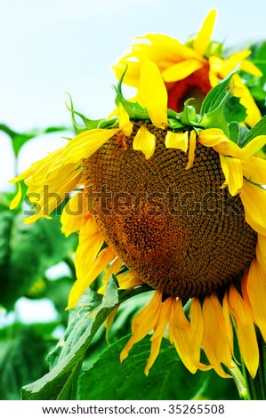 amazing sunflower plant. Close-up flower of sunflower.