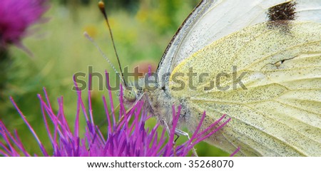 white butterfly on a purle thorn in garden
