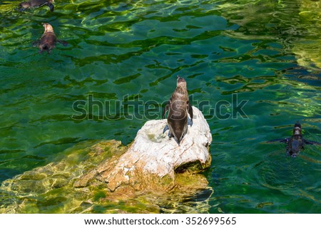 Solitary Magellanic Penguin (Spheniscus Magellanicus) On A Rock Surrounded By Water And Penguins Swimming Around Him