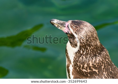 Solitary Magellanic Penguin (Spheniscus Magellanicus) On A Rock Surrounded By Water And Penguins Swimming Around Him