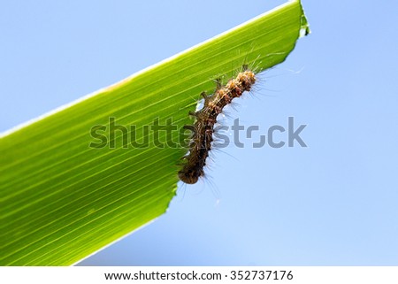 caterpillar eating green leaf