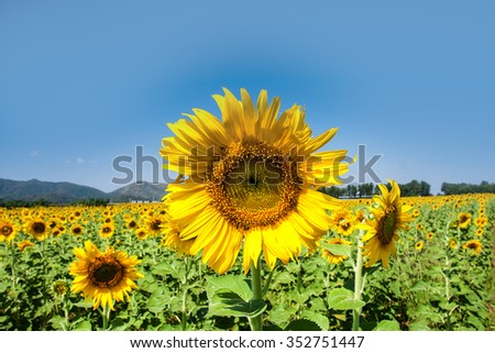 funny sunflower on blue sky