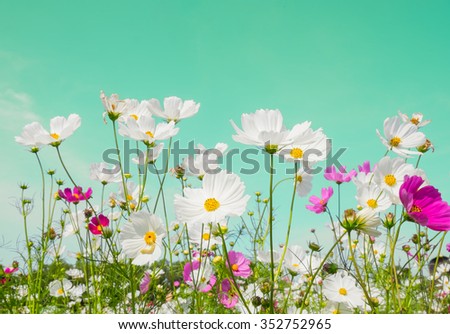 Cosmos flower on turquoise sky background
