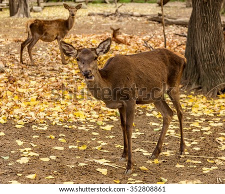 The deer in the pen on the farm, herd of deer resting in yellow autumn foliage of the park. Males dropped deer antlers. Selective Focus