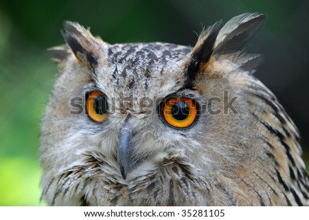 A close-up picture of a European Eagle Owl