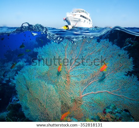 Colorful underwater offshore rocky reef with coral and sponges and small tropical fish swimming by in a blue ocean