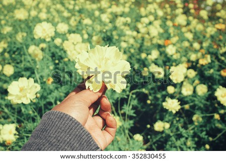 Selfie of hand with yellow cosmos flowers