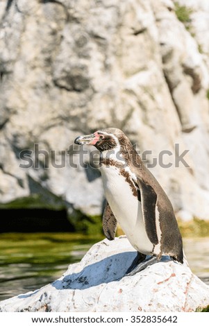 Magellanic Penguin (Spheniscus Magellanicus) Portrait In South America