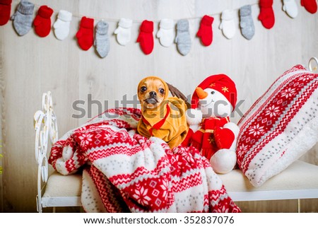 cute Chihuahua in a reindeer costume with big eyes lies on a bed
