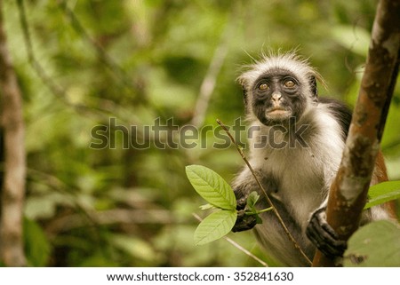 Wild Red Colobus monkey sitting on the branch in tropical Jozani forest on Zanzibar. 