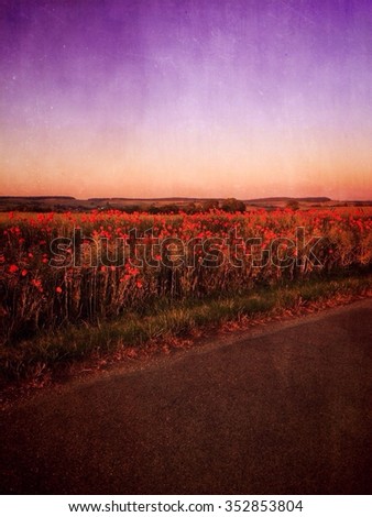 Red poppies in a field at evening