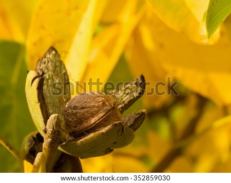 Detailed Picture of riped walnut with open green skin and shallow focus yellow autumn leaves on the tree in the garden. Just before harvest in sunny day.