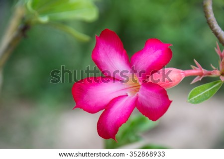 Pink Desert Rose or Impala Lily flower and Closed up Desert Rose Tropical flower on a tree, or Impala Lily flower. beautiful Pink adenium in the garden.