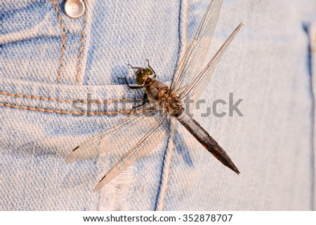Photo Picture of a Dragonfly Anax imperator  