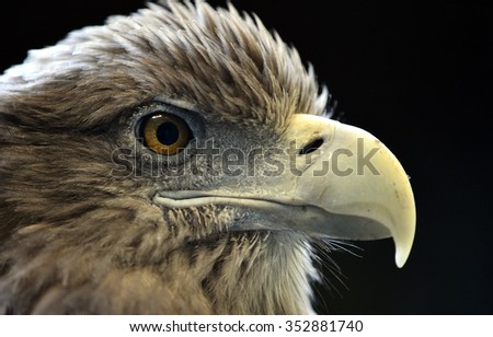 White-talied Sea Eagle