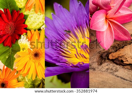 Include photos of beautiful flowers in Thailand