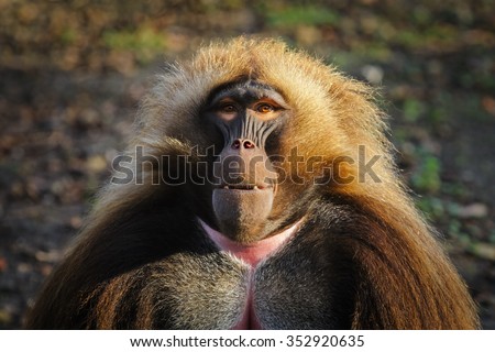 Portrait of an adult male gelada baboon at the zoo, Germany