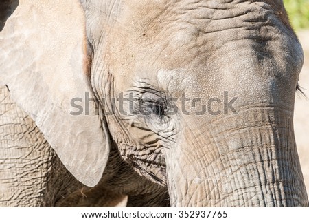 African Elephant Close Up In South Africa