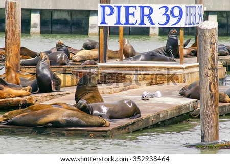 Many sea lions on Pier 39 in San Francisco, California, USA. Symbol of american city and tourist attraction. On rainy day with fog. Royalty-Free Stock Photo #352938464
