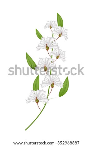 Beautiful Flower, Illustration Bunch of White Crape Myrtle Flowers or Lagerstroemia Indica Flowers Isolated on White Background
