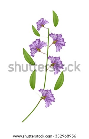 Beautiful Flower, Illustration Bunch of Purple Crape Myrtle Flowers or Lagerstroemia Indica Flowers Isolated on White Background