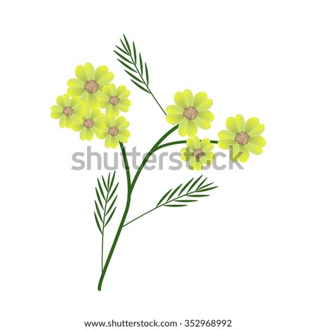 Beautiful Flower, Illustration of Beautiful Yellow Yarrow Flowers or Achillea Millefolium Flowers with Green Leaves Isolated on White Background.