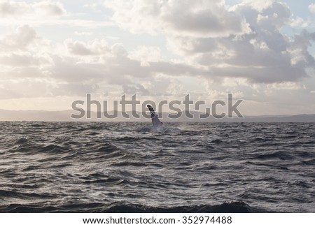 Whale showing fin above water/Whale, fin, water/Excellent photo and illustration wildlife in sea and ocean