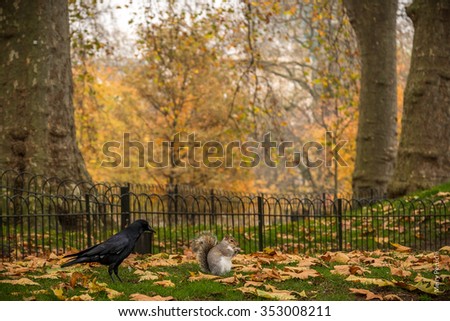 squirrel and raven in an english park