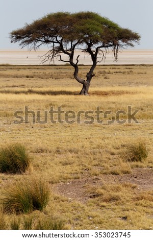 Typical large Acacia tree in the open savanna plains of East Africa, Botswana Hwankee