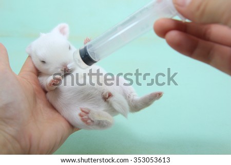 baby rabbit with syringe as for cure illness or on testing