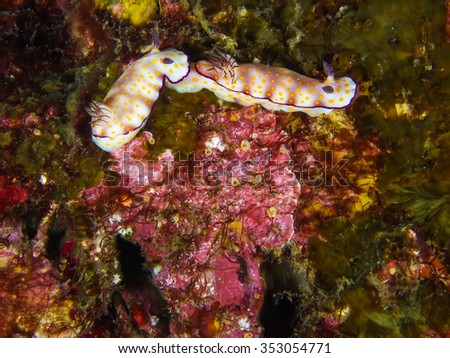 Underwater picture of Nudibranch Mating behavior