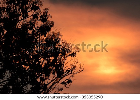  leaf on tree silhouette with sunset background