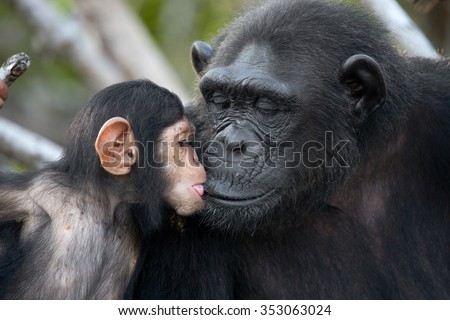 A female chimpanzee with a baby on mangrove trees. Republic of the Congo. Conkouati-Douli Reserve. An excellent illustration. Royalty-Free Stock Photo #353063024