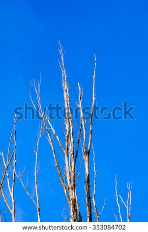 Photo Picture of Single old and dead tree branch