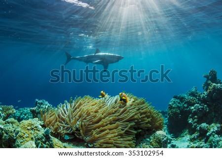 Two anemonefish hiding in anemone. Great White shark on background. Sunbeams through water surface with ripples.