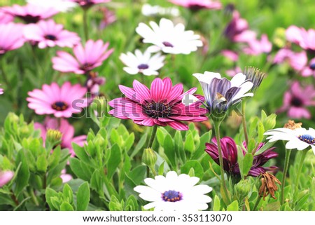 Blue-eyed Daisy,African Daisy,Cape Daisy,Spoon Daisy,beautiful red with purple and white flowers blooming in the garden 
