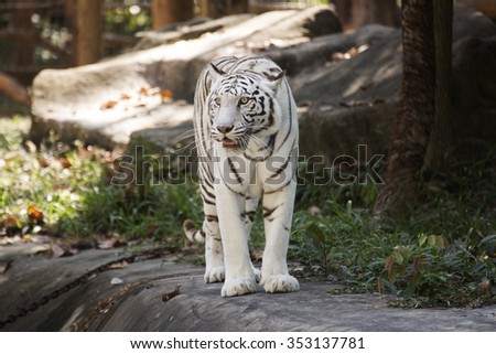 The White Tiger walking and looking something