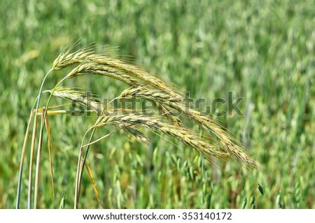 Cultivation of crops in the fields of Western Siberia