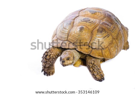 Taxidermy Turtle On White Background
