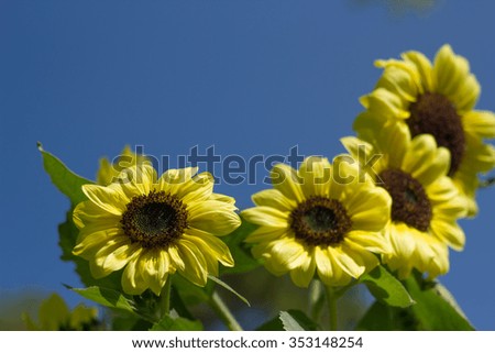 Sunflower with blue sky.